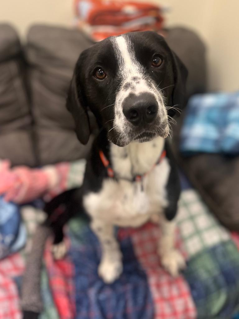 Terry, Adoptable, Young Male Pointer & Mixed Breed.