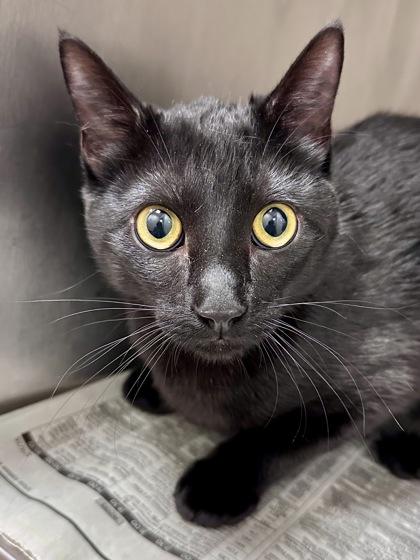 Moon, Adoptable, Young Female Domestic Short Hair.