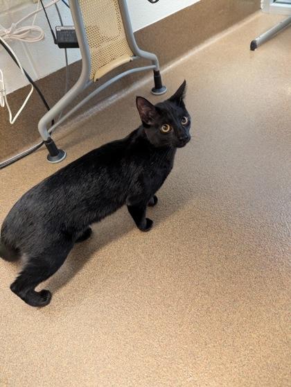 Enlarge Moon, a Adoptable mixed breed in Wichita, KS image 2/2