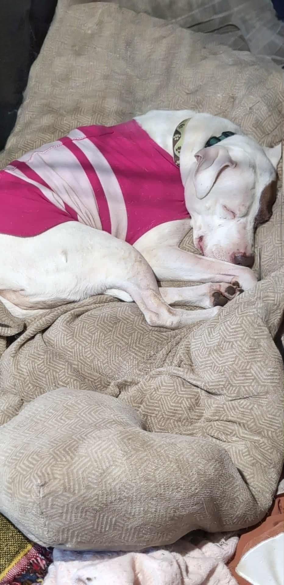 Julisa, Adoptable, Senior Female Pit Bull Terrier & Boxer.