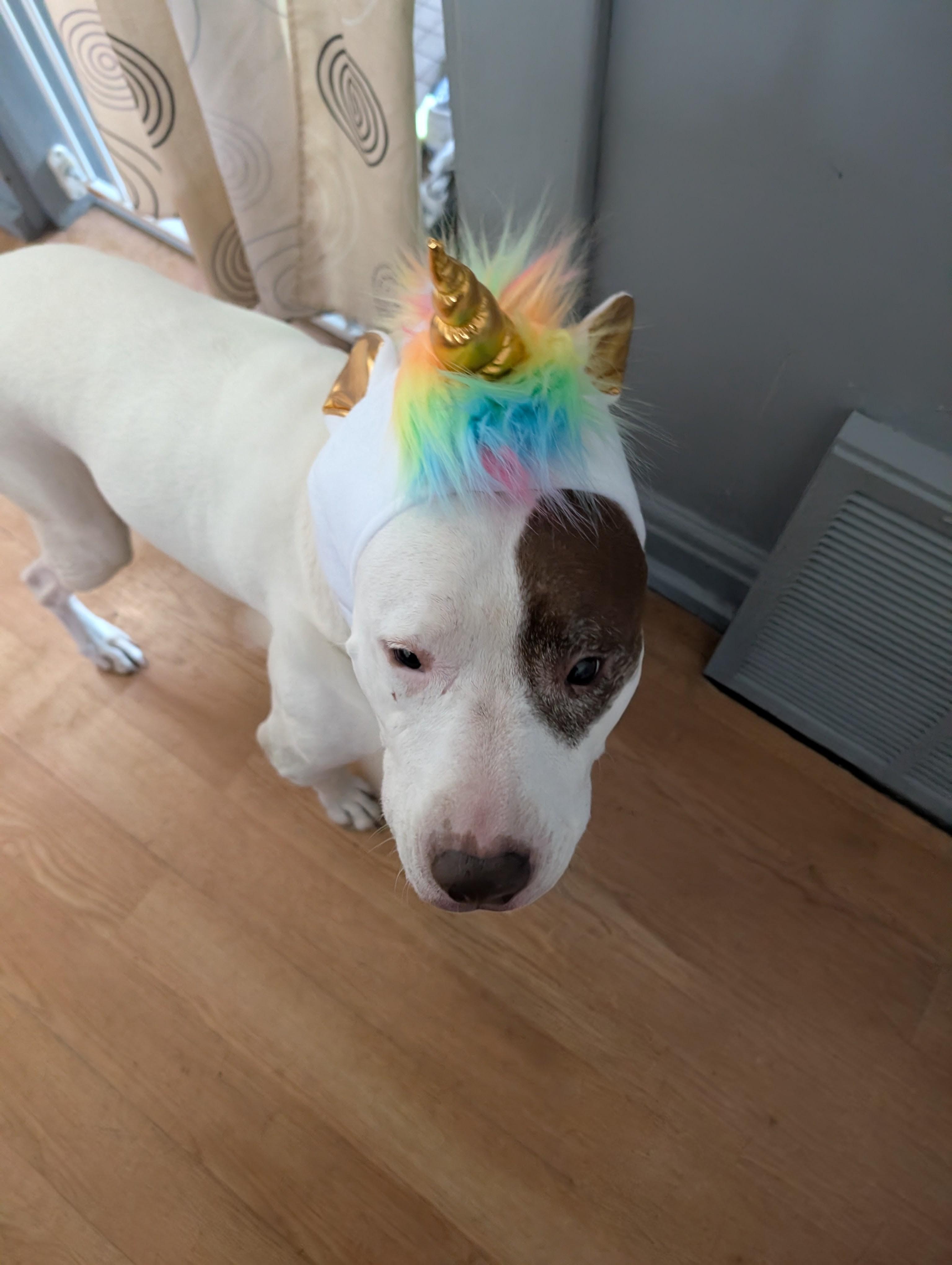 Enlarge Julisa, a Adoptable mixed breed in Midland, MI image 3/5