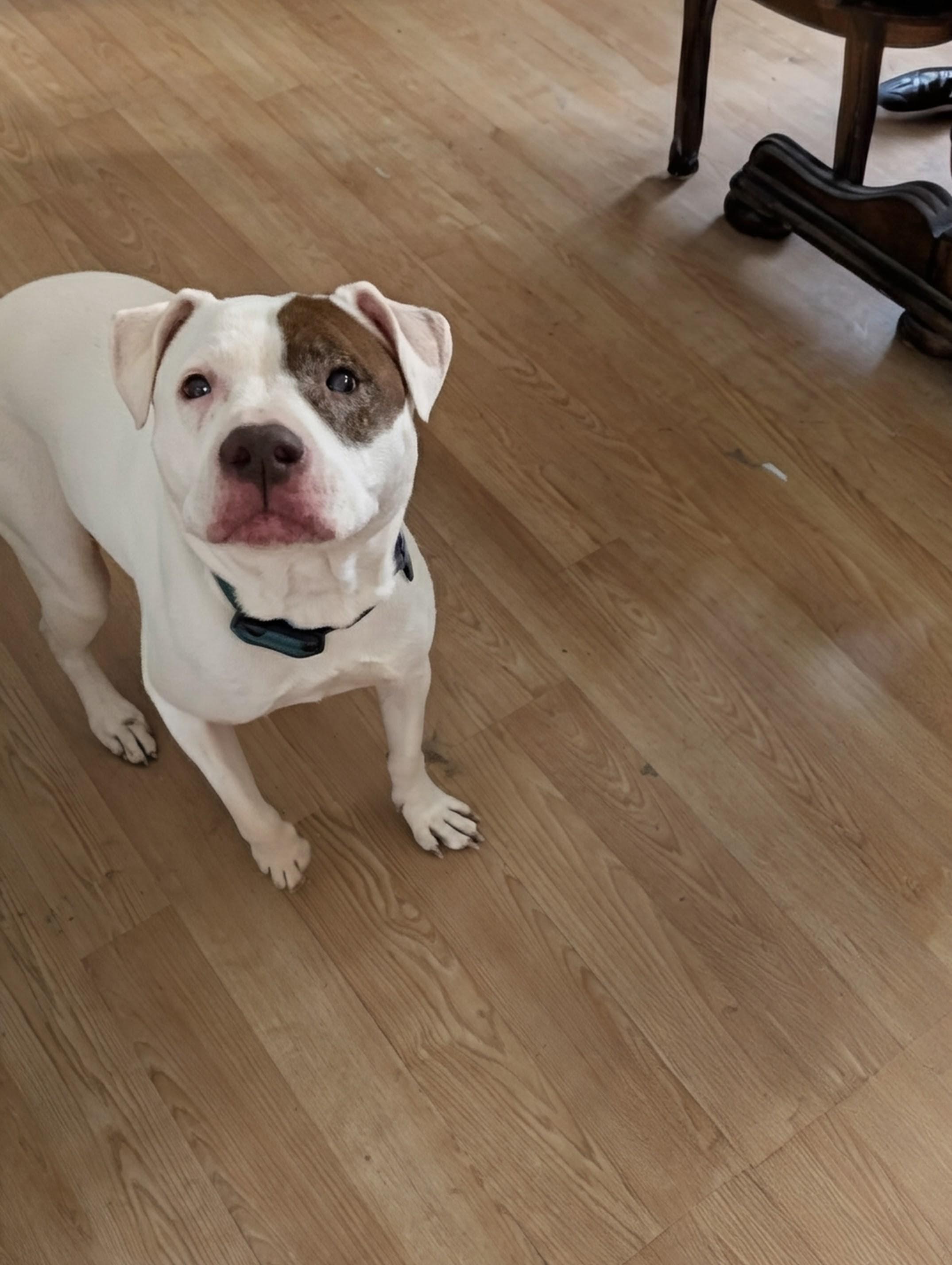 Enlarge Julisa, a Adoptable mixed breed in Midland, MI image 4/5