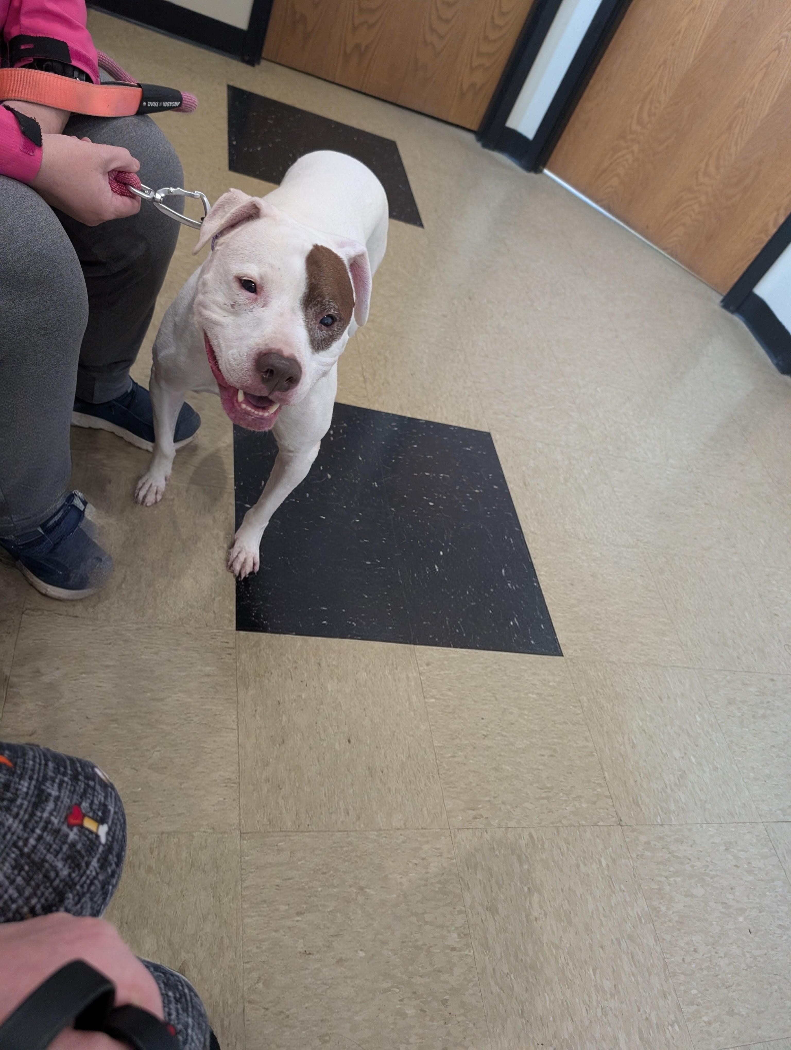 Enlarge Julisa, a Adoptable mixed breed in Midland, MI image 5/5