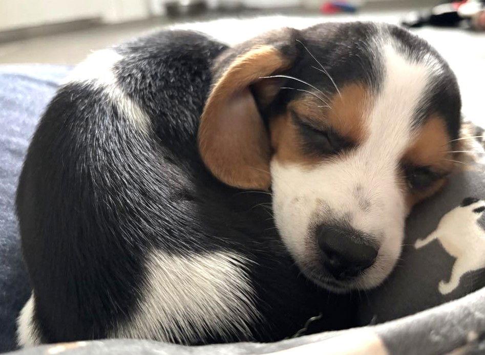 ZIPPY - HONORARY ADOPTION, Adopted, Puppy Male Basset Hound & Beagle.