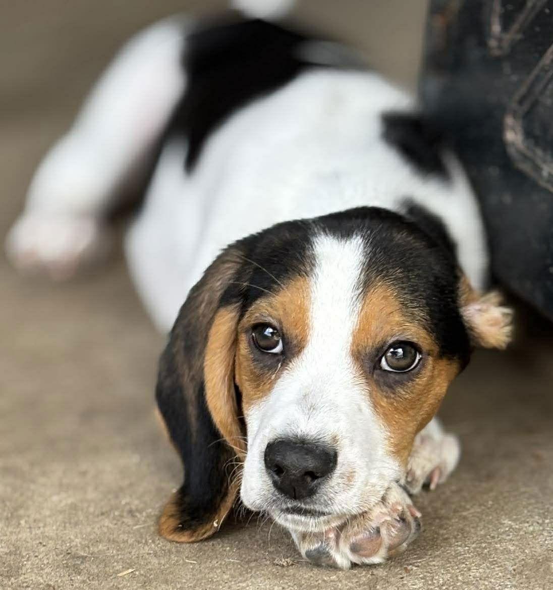 ZIPPY - HONORARY ADOPTION, a Adopted mixed breed in Mays Landing, NJ image 2/3