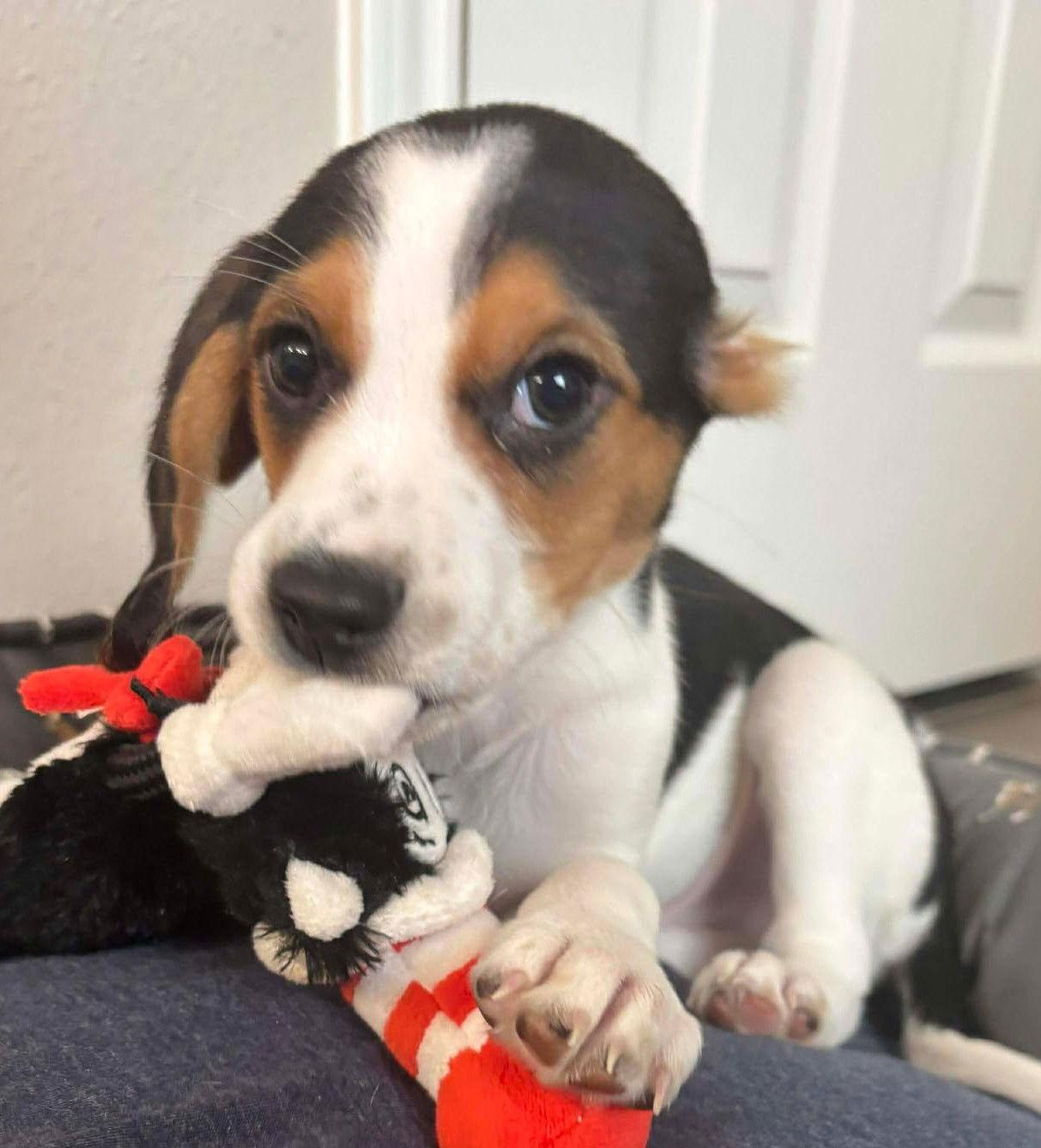 ZIPPY - HONORARY ADOPTION, a Adopted mixed breed in Mays Landing, NJ image 3/3