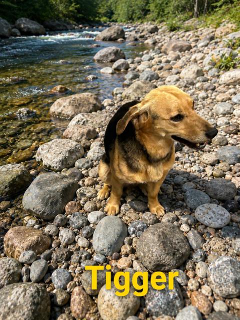 Tigger, adopted, Adult Male Dachshund.