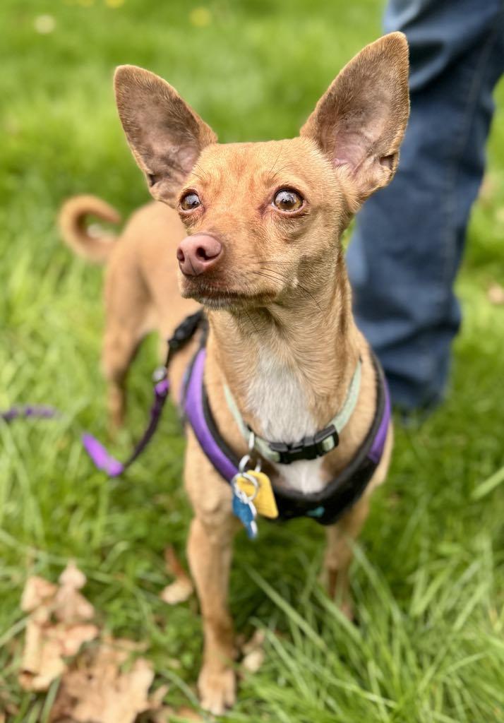 Lasagna, Adoptable, Adult Female Manchester Terrier & Miniature Pinscher.