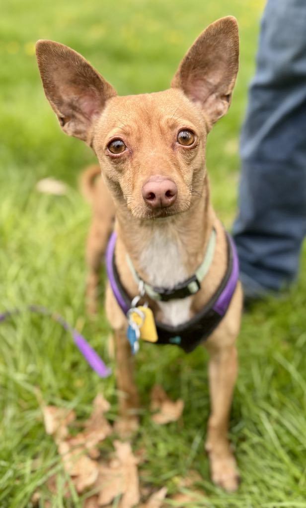 Lasagna, a Adoptable mixed breed in Covington, WA image 3/5