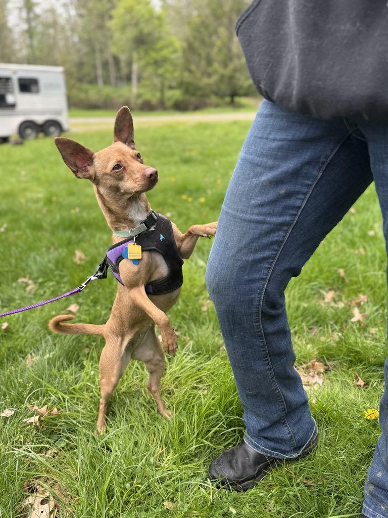 Lasagna, a Adoptable mixed breed in Covington, WA image 4/5