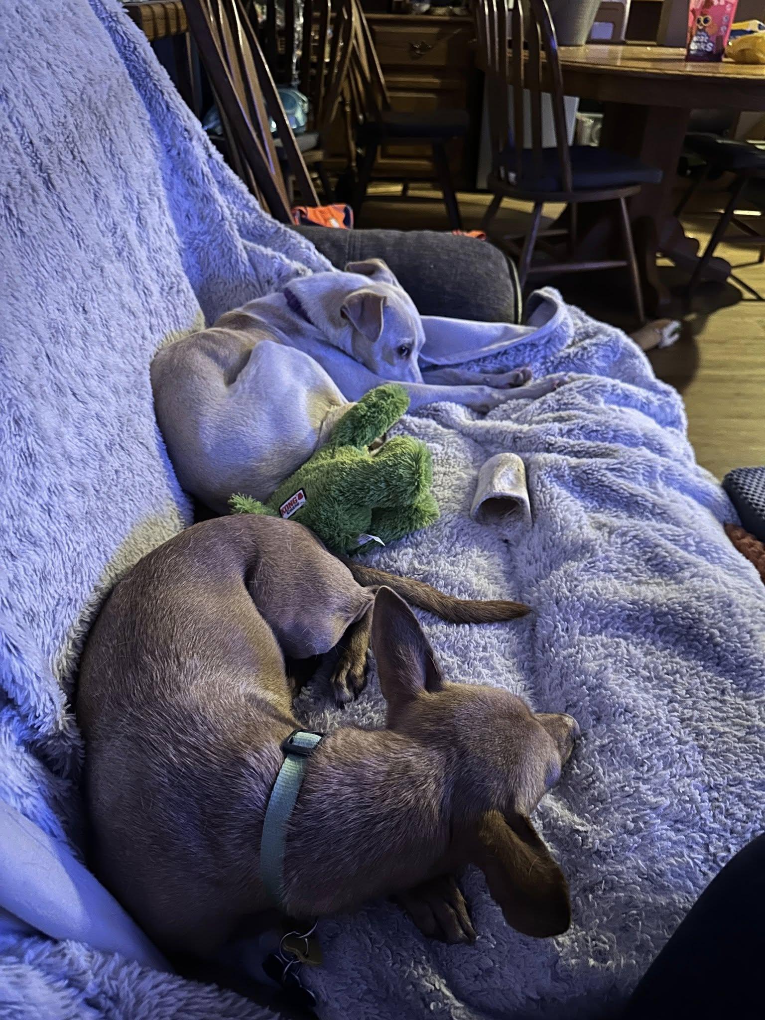 Lasagna, a Adoptable mixed breed in Covington, WA image 5/5