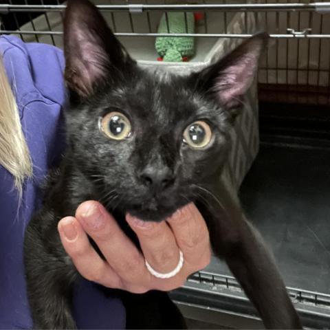 Cosmo, a Adoptable Domestic Short Hair in Davie, FL image 1/3