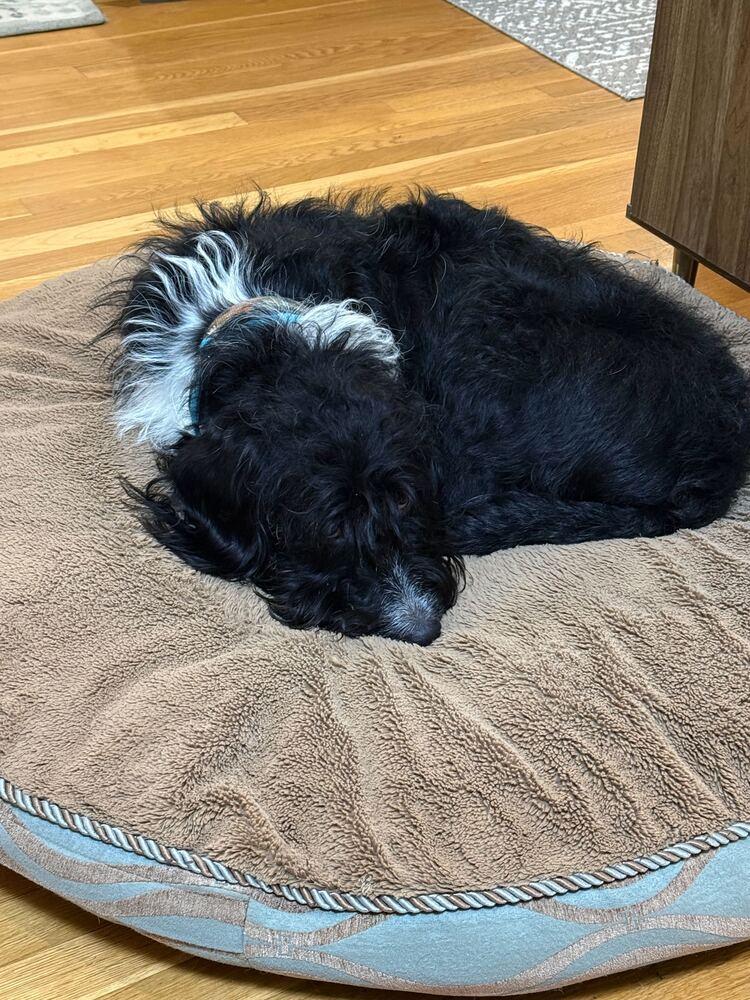 Enlarge Blaze, a Adoptable Labrador Retriever in Silver Spring, MD image 1/6