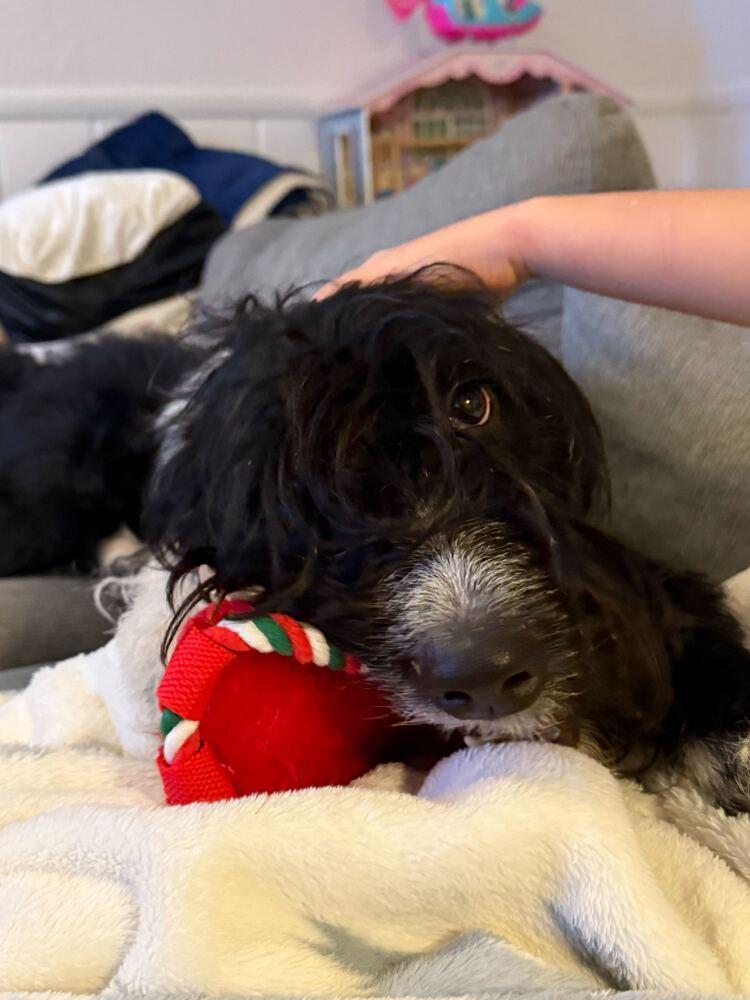 Blaze, Adoptable, Young Male Labrador Retriever.