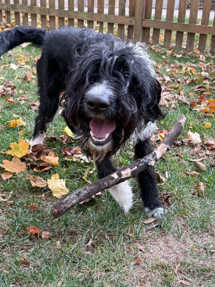 Enlarge Blaze, a Adoptable Labrador Retriever in Silver Spring, MD image 3/6