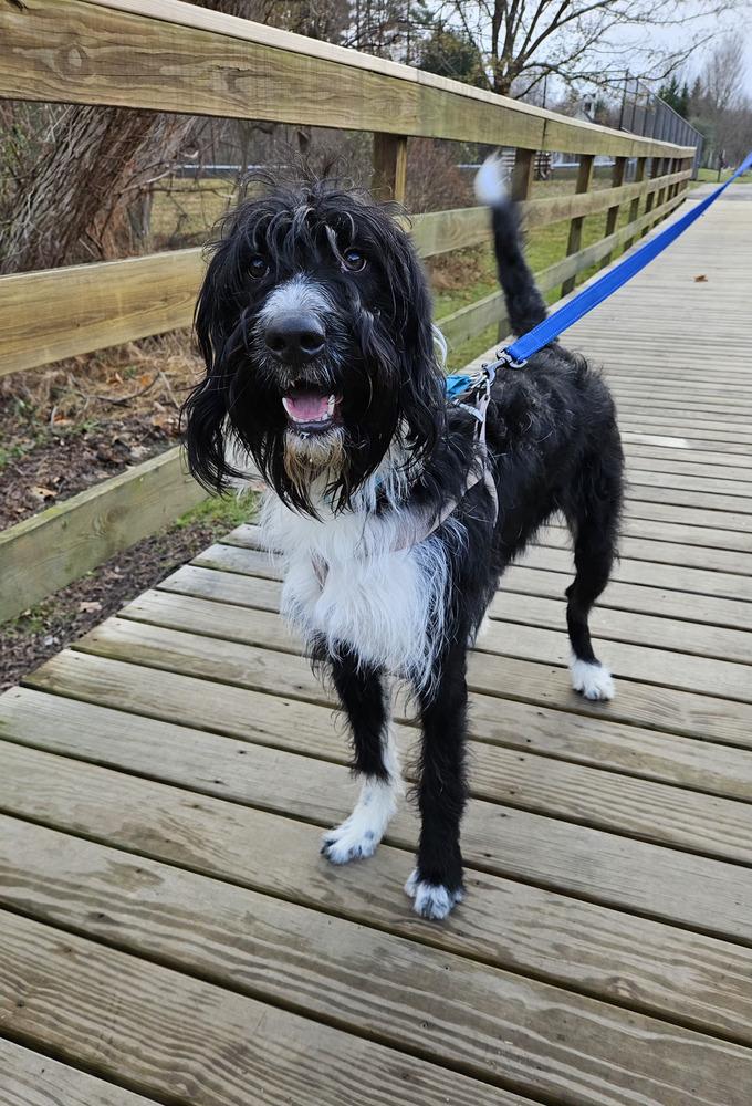 Enlarge Blaze, a Adoptable Labrador Retriever in Silver Spring, MD image 4/6