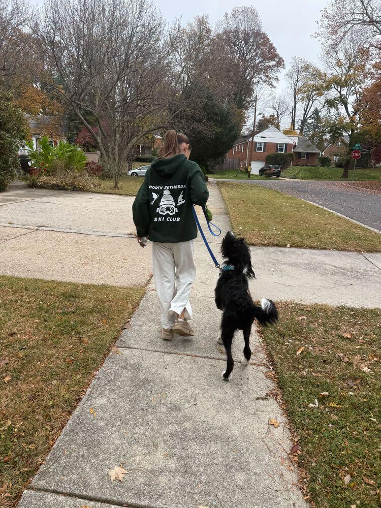 Enlarge Blaze, a Adoptable Labrador Retriever in Silver Spring, MD image 6/6