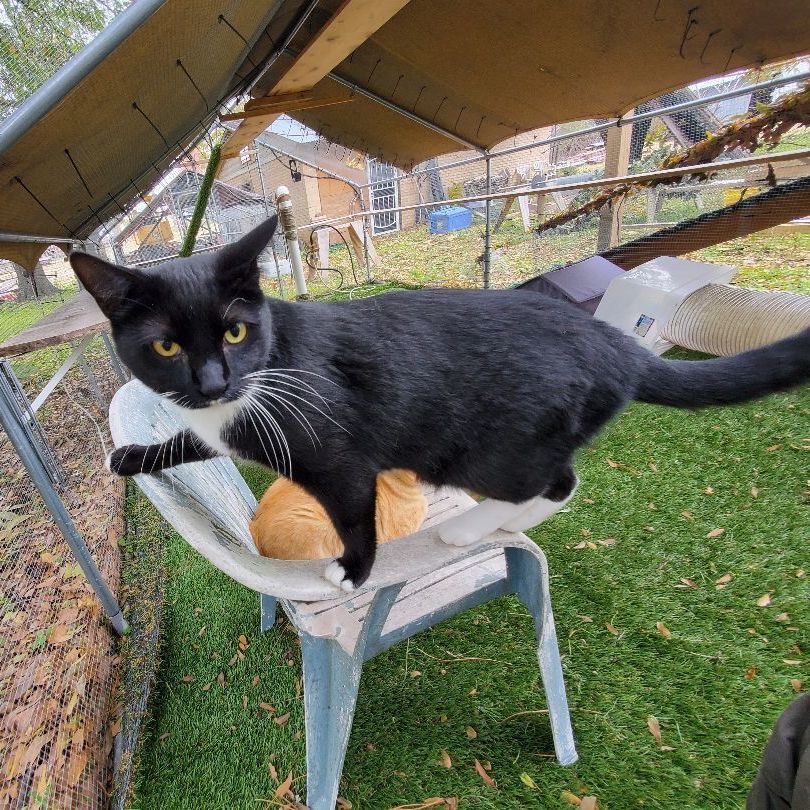 Boots, a Adopted American Shorthair in HENDERSON, TX image 1/10