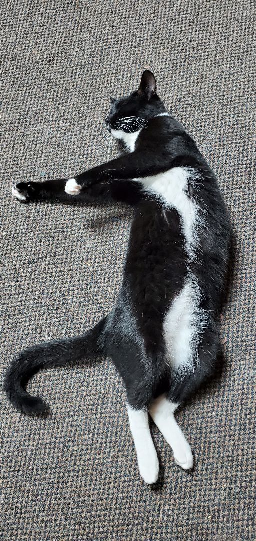 Boots, a Adopted American Shorthair in HENDERSON, TX image 2/10