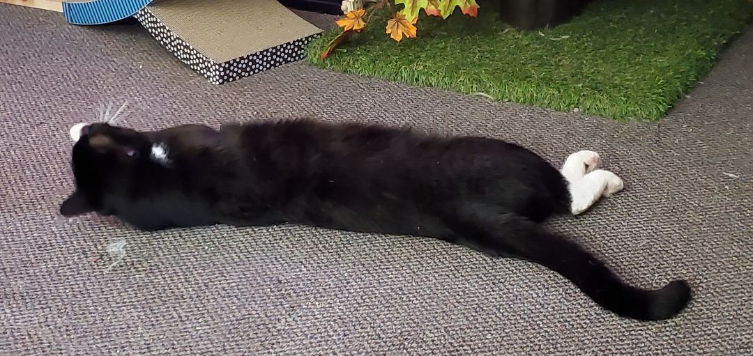 Boots, a Adopted American Shorthair in HENDERSON, TX image 3/10