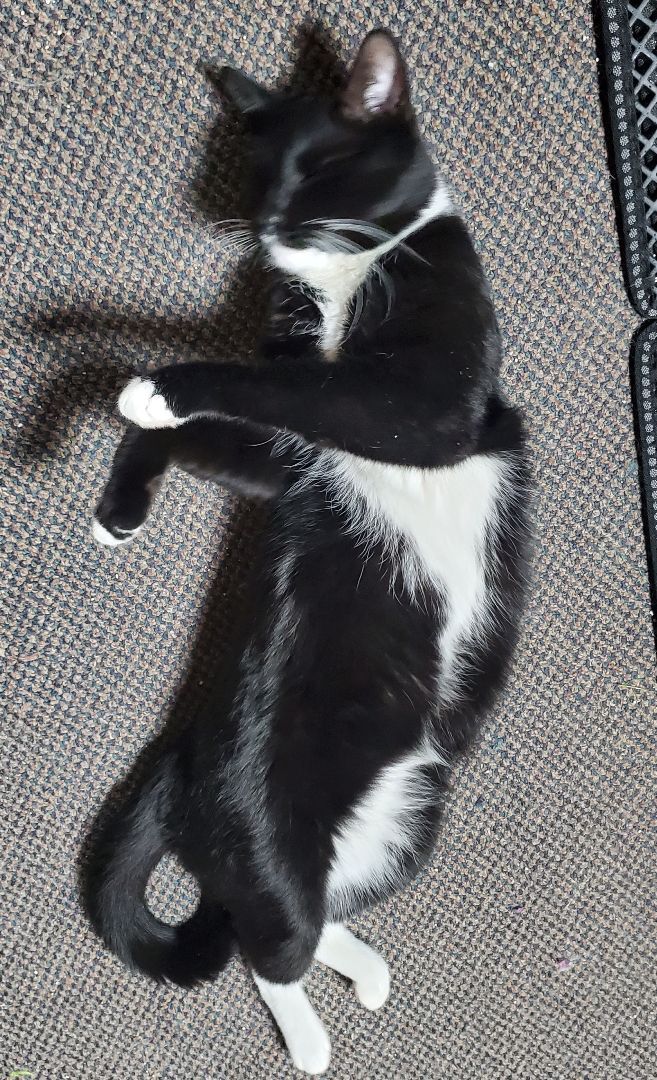 Boots, a Adopted American Shorthair in HENDERSON, TX image 4/10