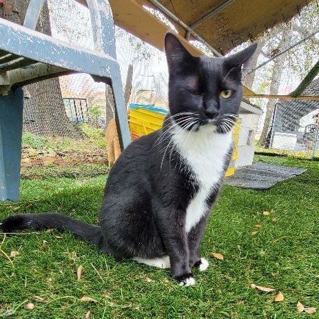 Boots, a Adopted American Shorthair in HENDERSON, TX image 5/10