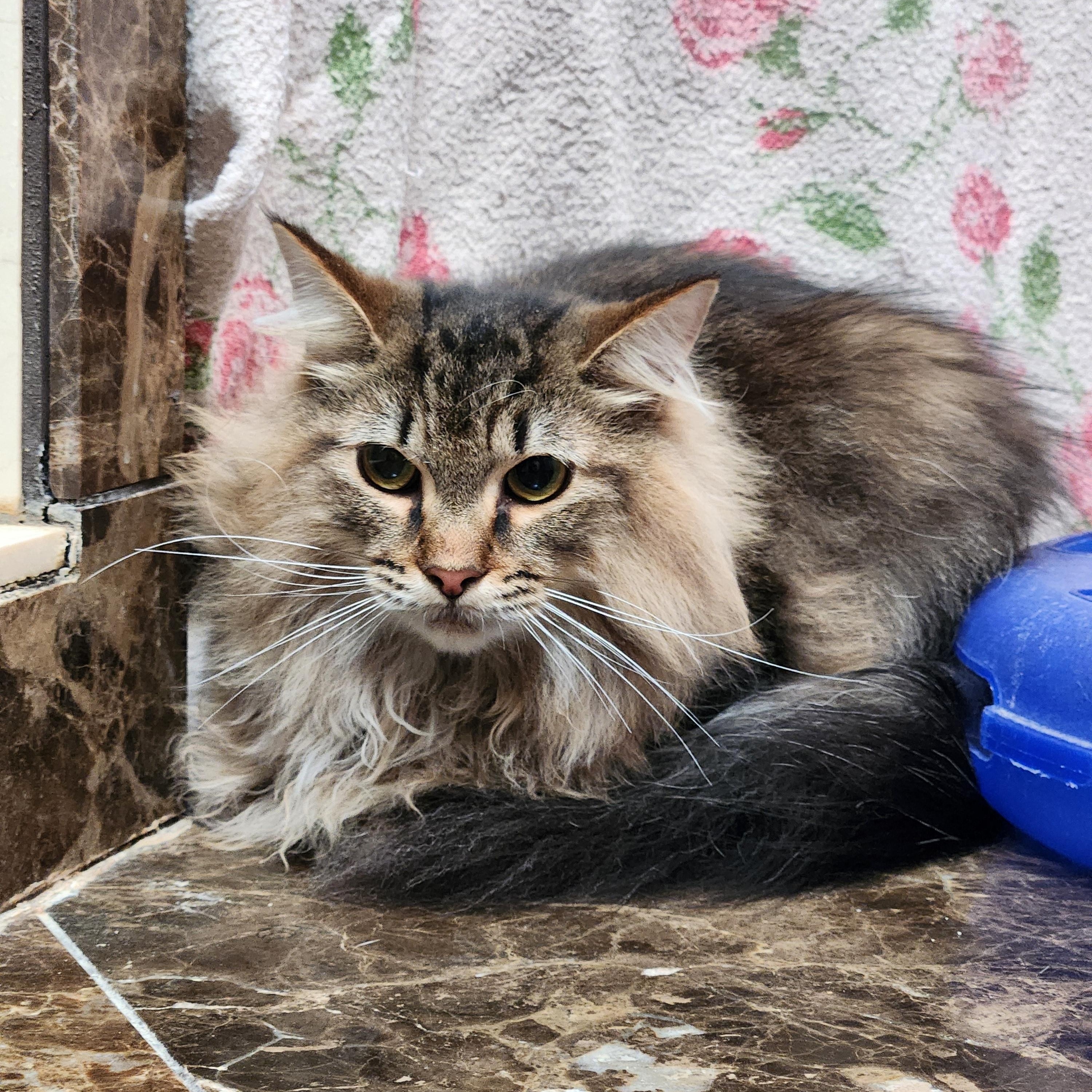 PeeWee, an adopted mixed breed in Oklahoma City, OK image 2/4