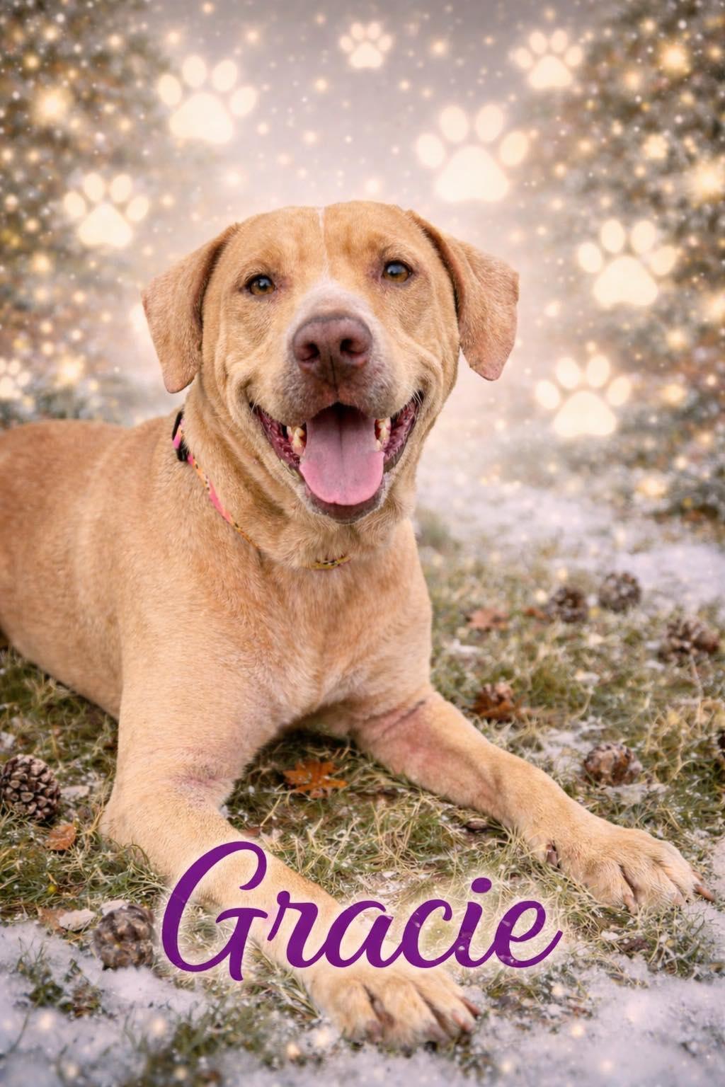 Enlarge Gracie, an adopted mixed breed in Bowie, TX image 1/1