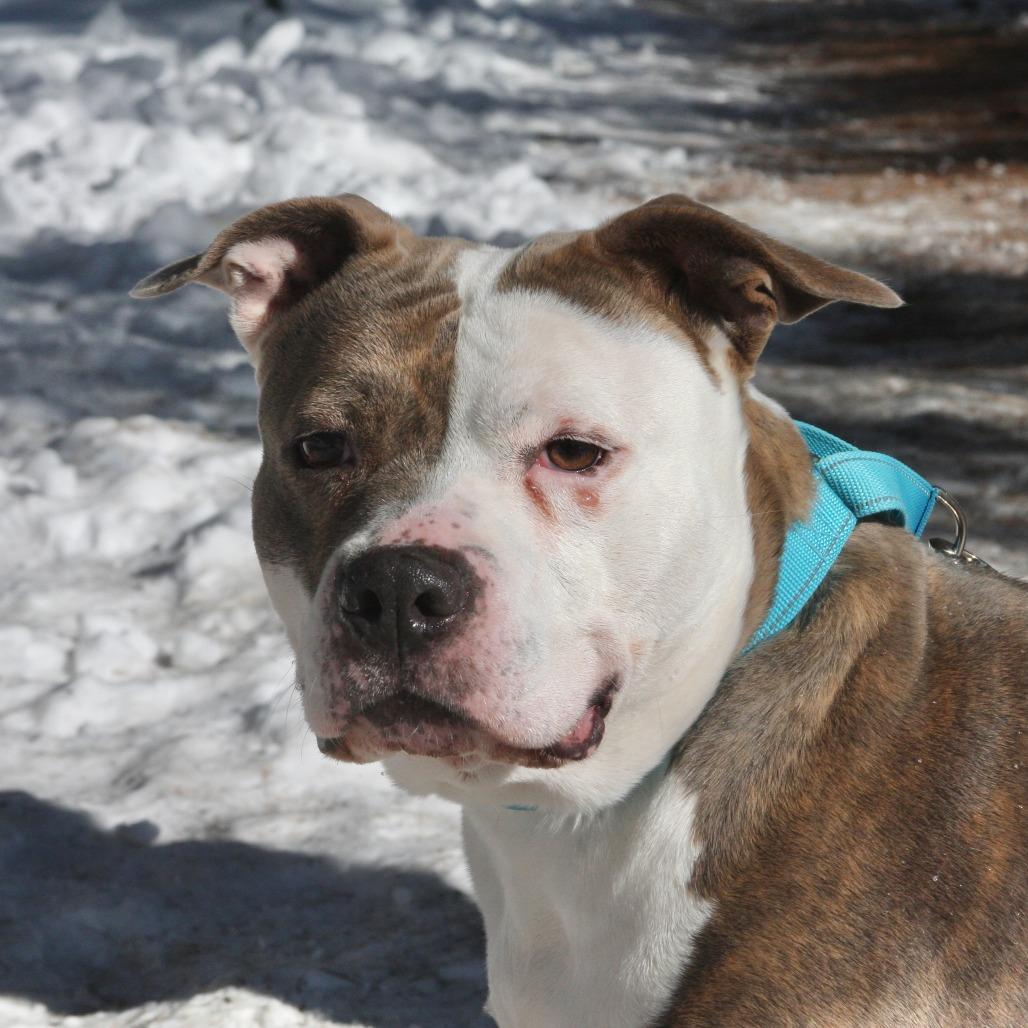 Plum, Adoptable, Adult Female Mixed Breed.