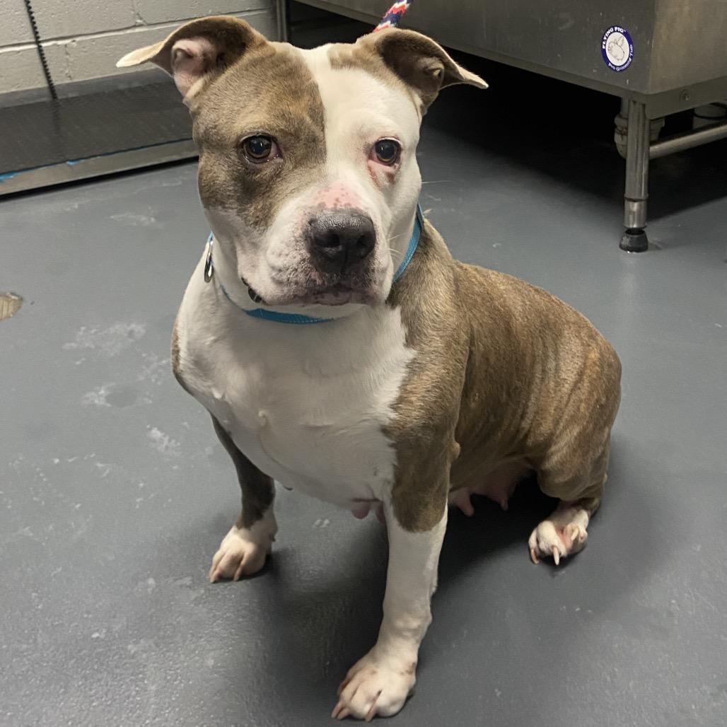 Plum, a Adoptable Mixed Breed in Allentown, PA image 2/3