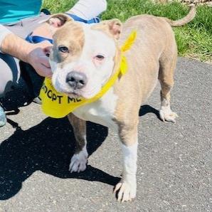 Enlarge Plum, a Adoptable Mixed Breed in Allentown, PA image 3/5