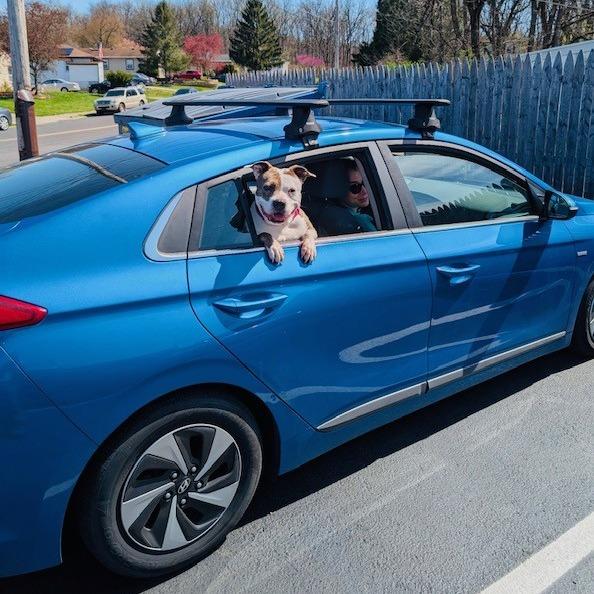 Enlarge Plum, a Adoptable Mixed Breed in Allentown, PA image 4/5