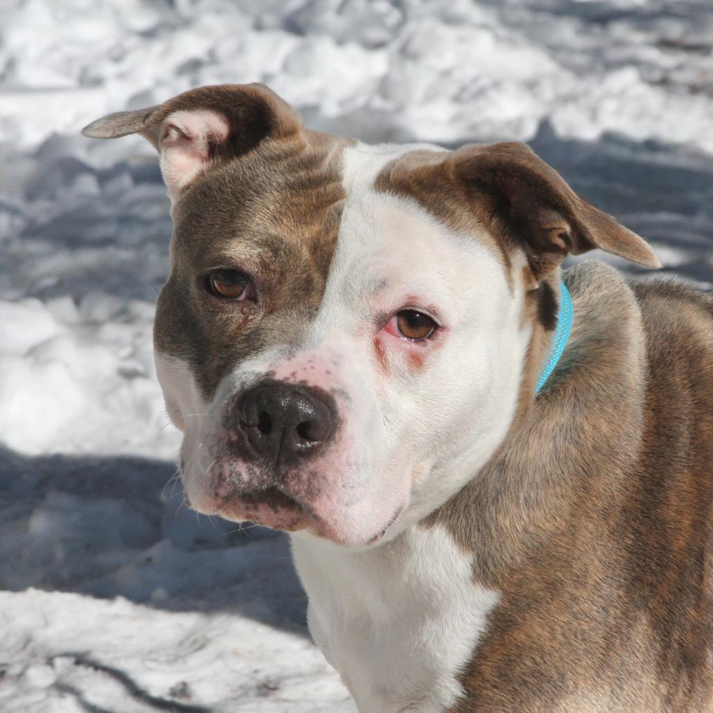 Plum, a Adoptable Mixed Breed in Allentown, PA image 3/3