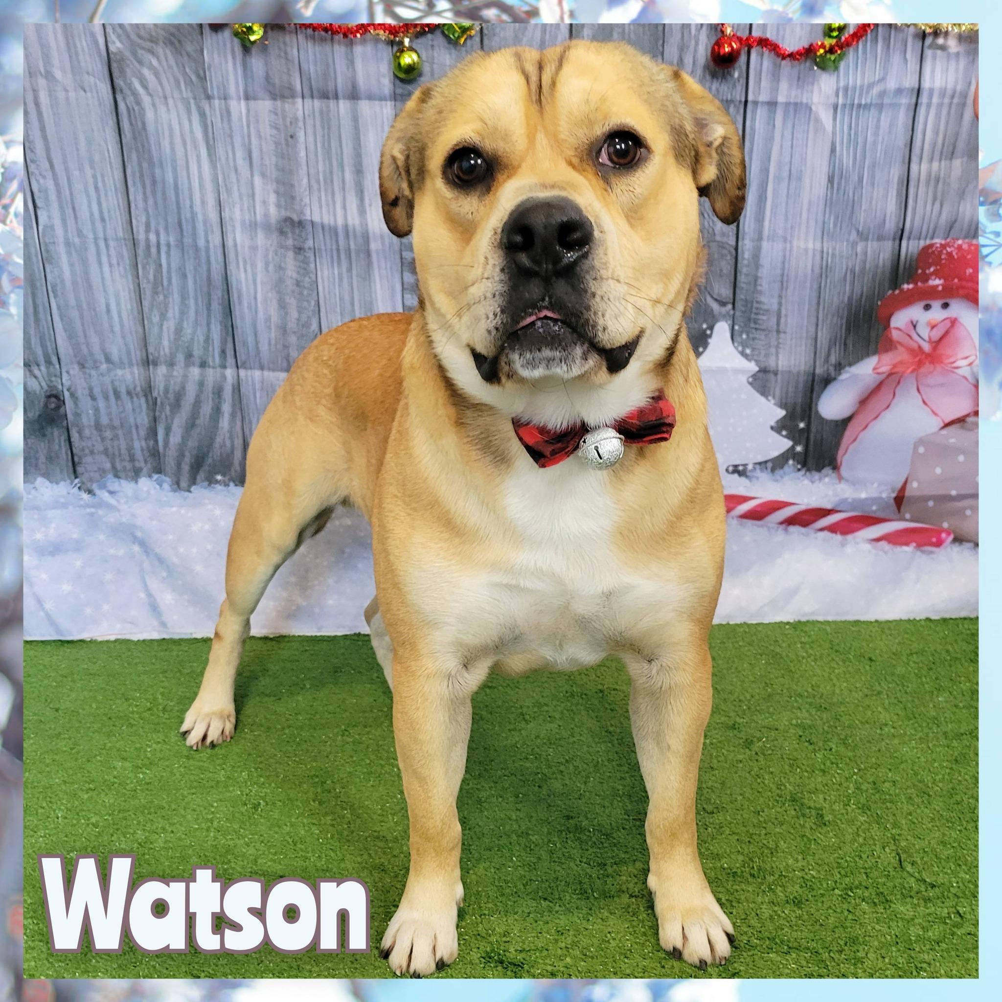 Enlarge Watson, a Adoptable mixed breed in Daingerfield, TX image 1/3