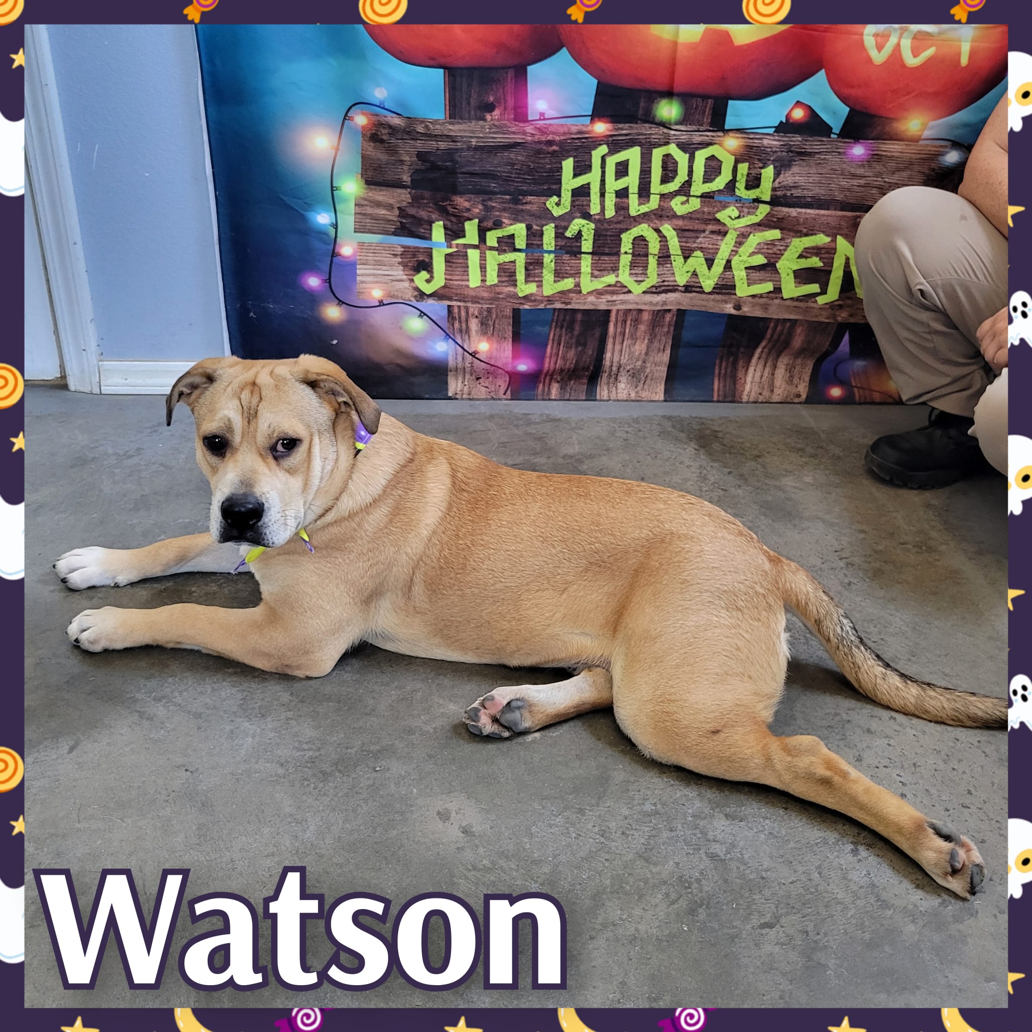 Watson, a Adoptable mixed breed in Daingerfield, TX image 1/2