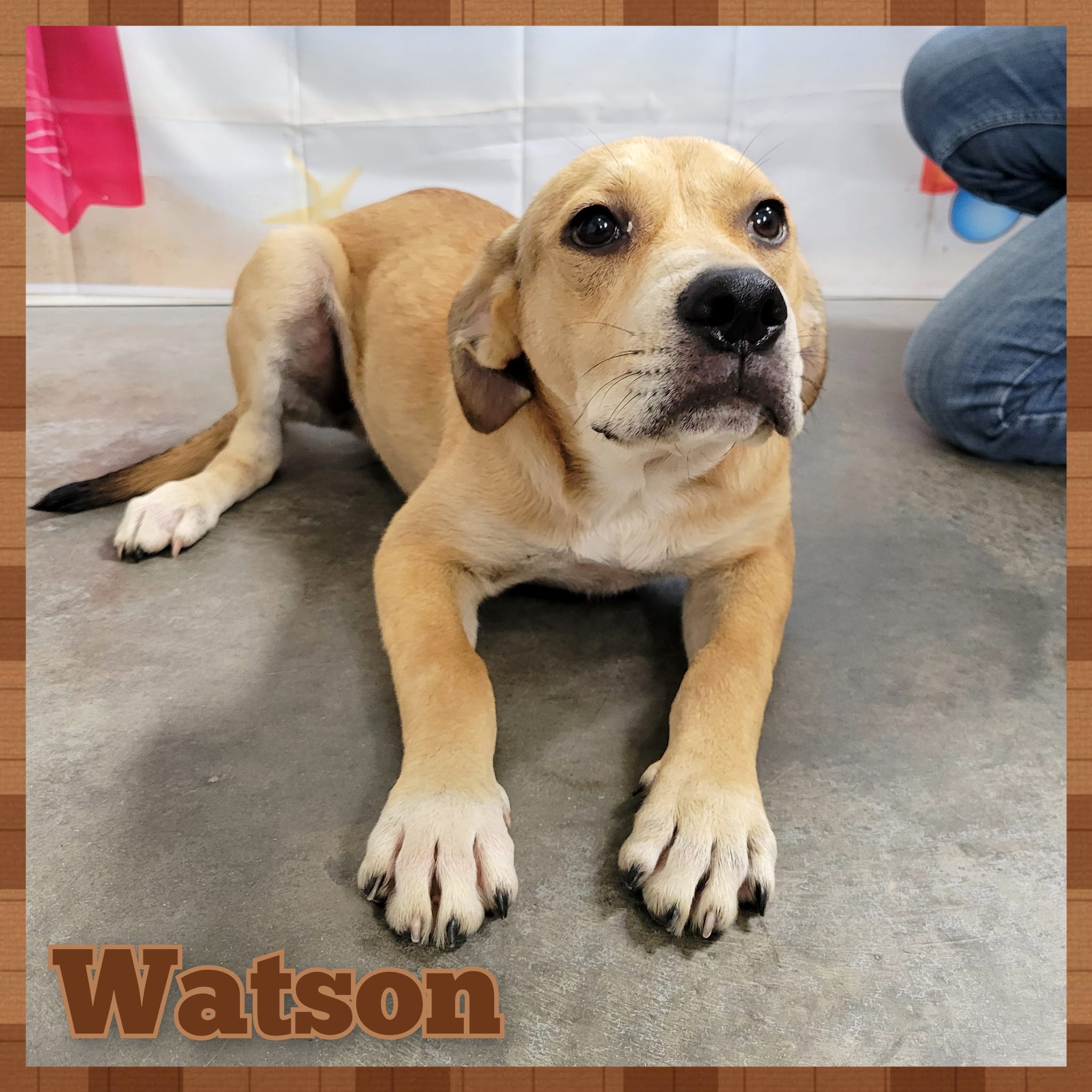 Watson, a Adoptable mixed breed in Daingerfield, TX image 2/2
