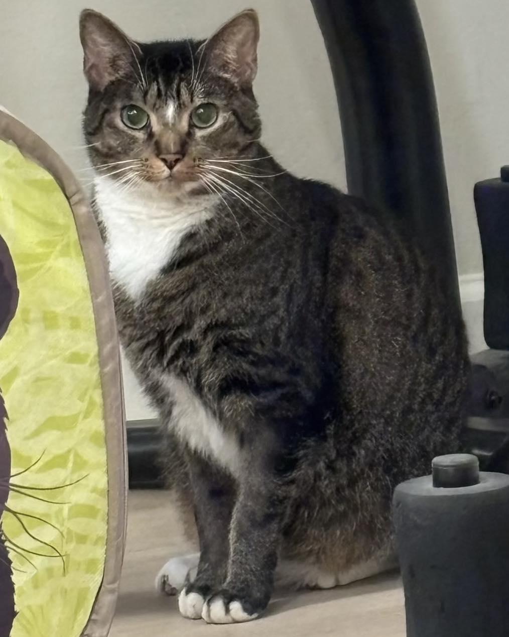 Enlarge Hammy, a Adoptable Domestic Short Hair in Martinsville, IN image 1/2