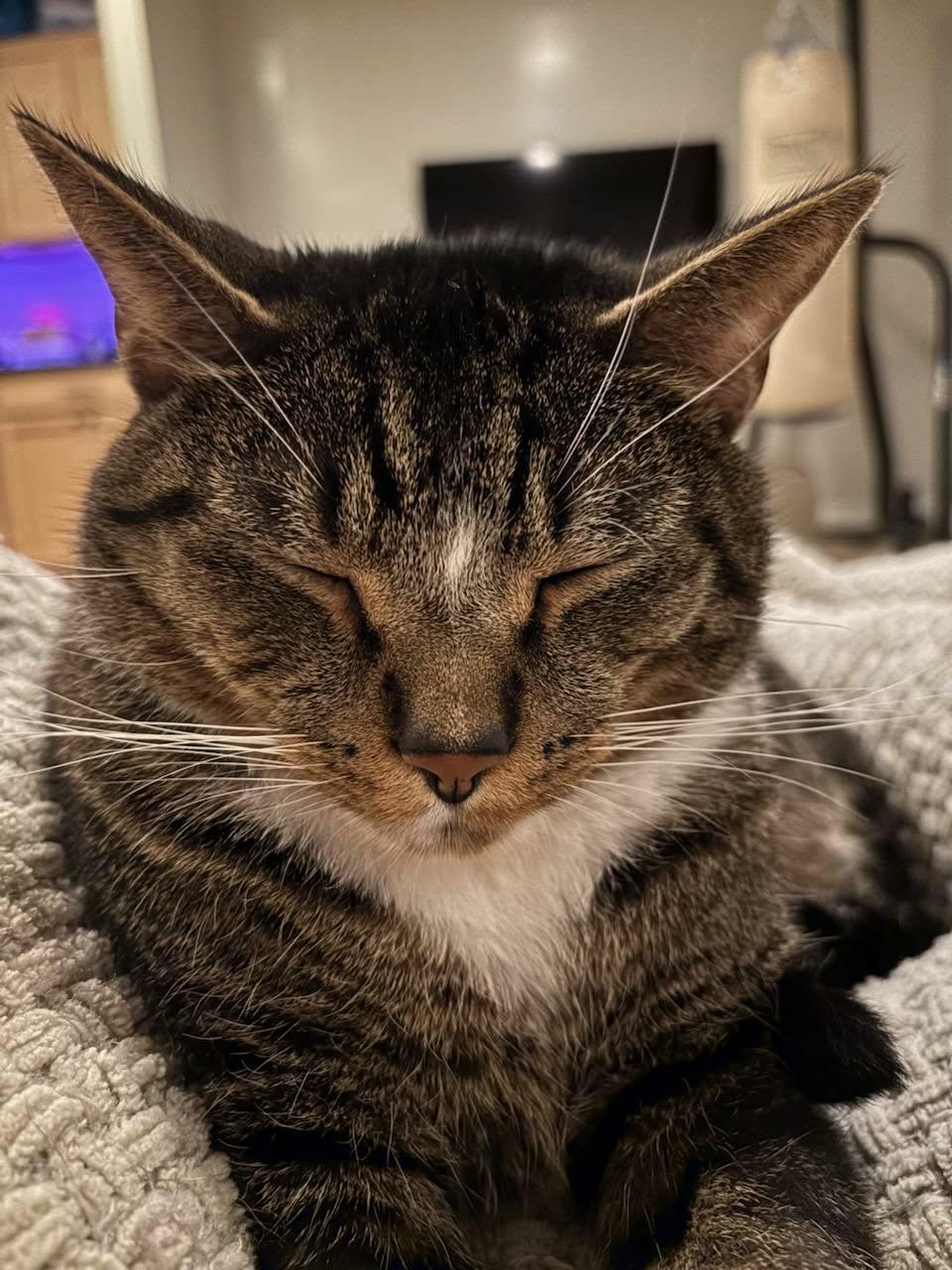 Hammy, a Adoptable Domestic Short Hair in Martinsville, IN image 4/5