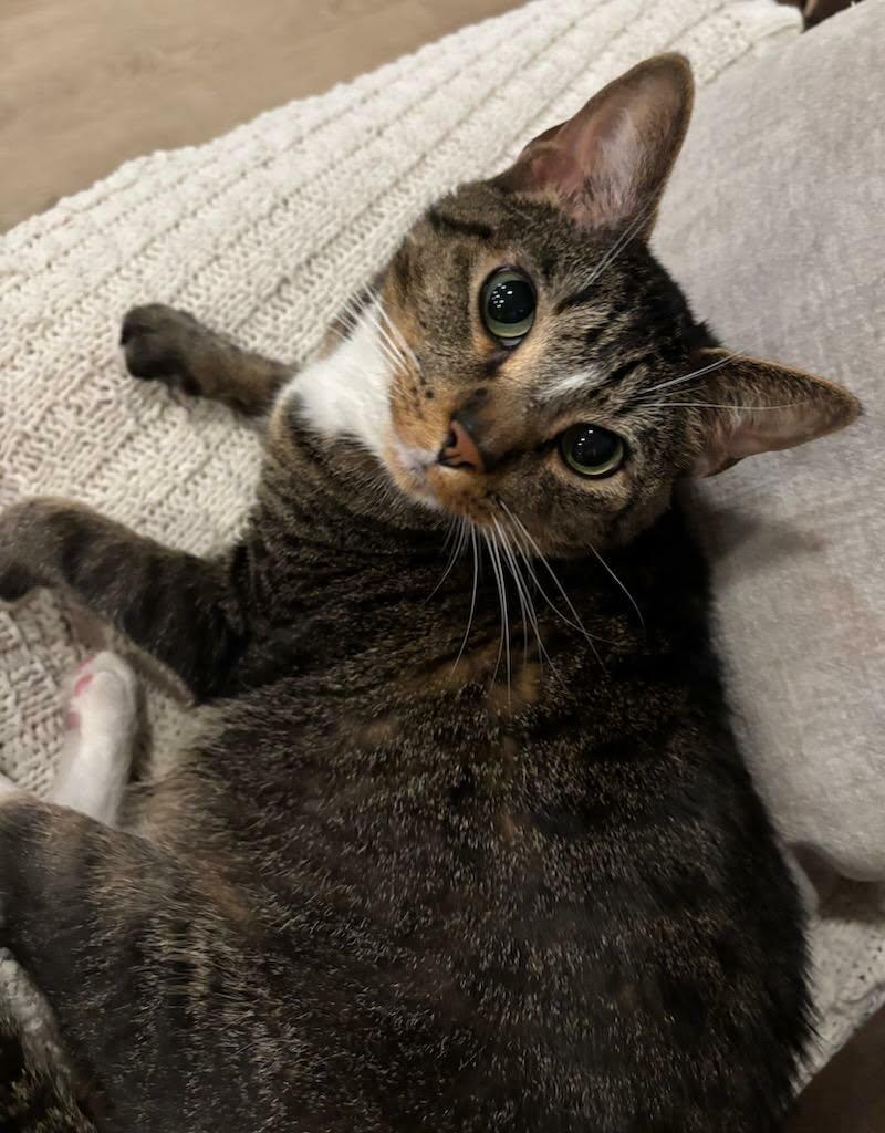 Hammy, a Adoptable Domestic Short Hair in Martinsville, IN image 5/5