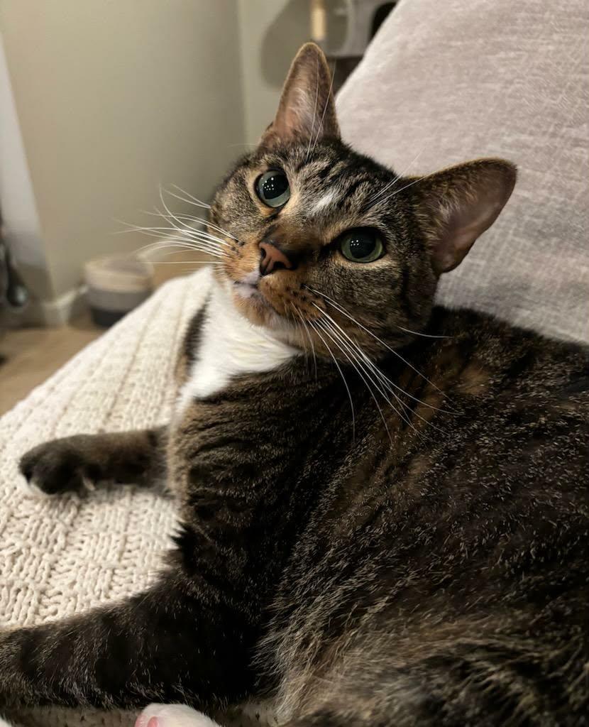 Hammy, a Adoptable Domestic Short Hair in Martinsville, IN image 1/5