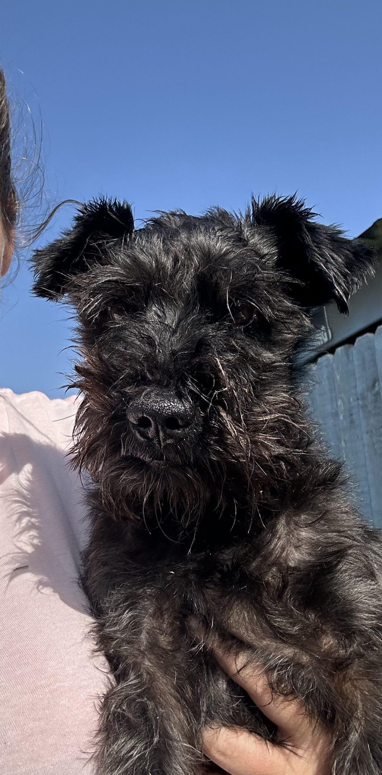 Uncle Sam, Adoptable, Young Male Miniature Schnauzer.