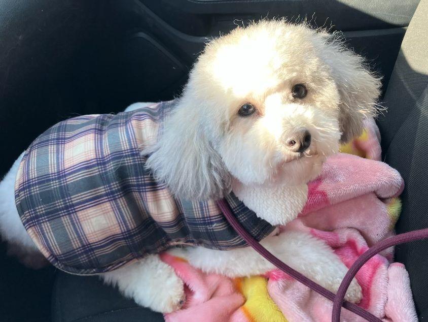 Enlarge Charley, a Adopted Poodle in Schererville, IN image 1/1