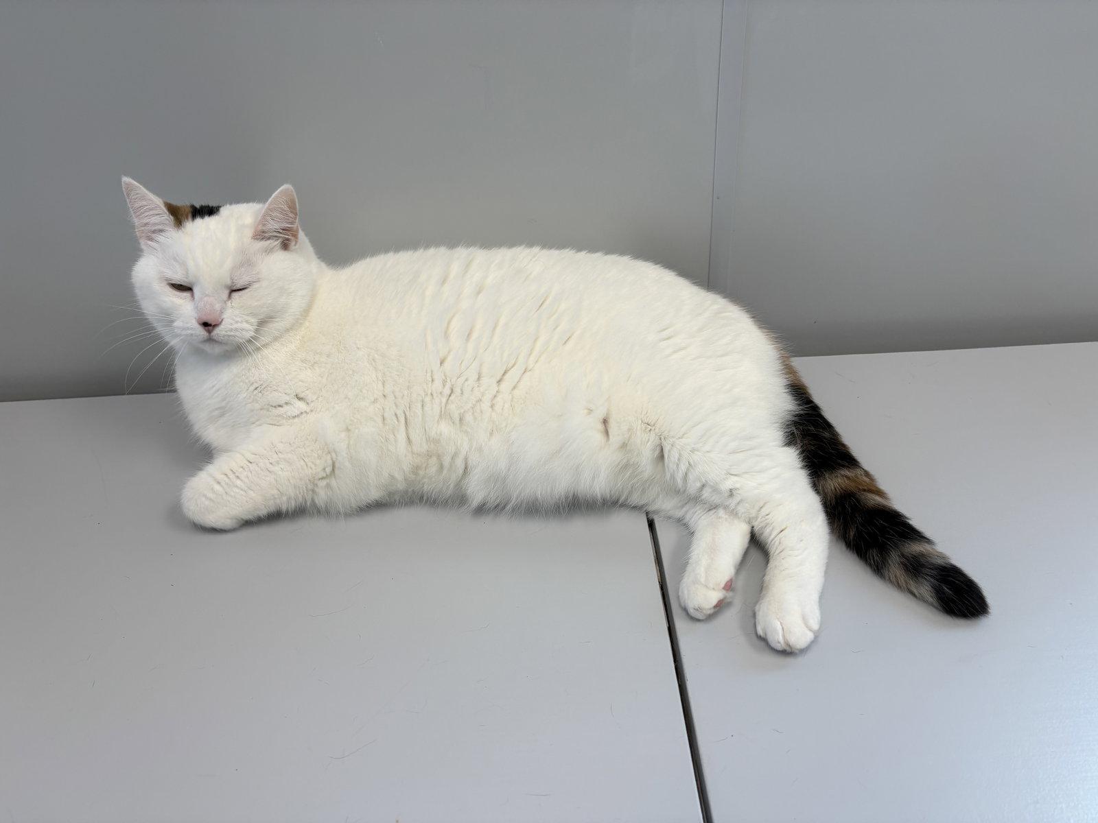 Lucy, a Adoptable mixed breed in Georgetown, KY image 3/3