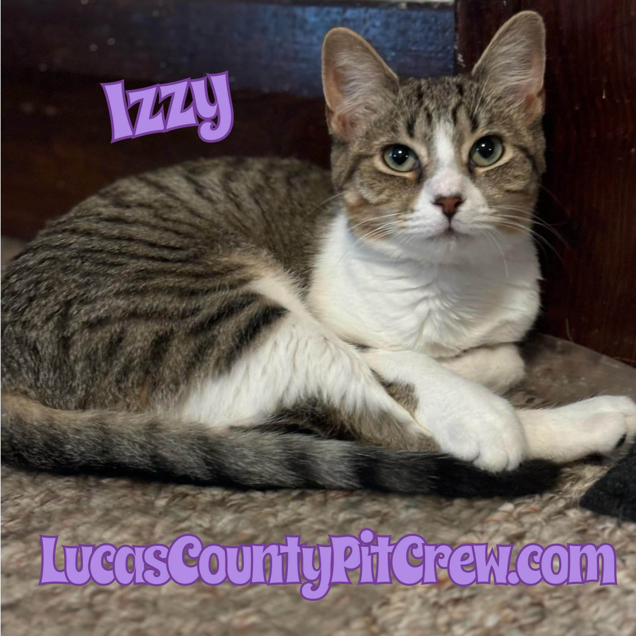 Enlarge Izzy, a Adoptable mixed breed in Toledo, OH image 1/1