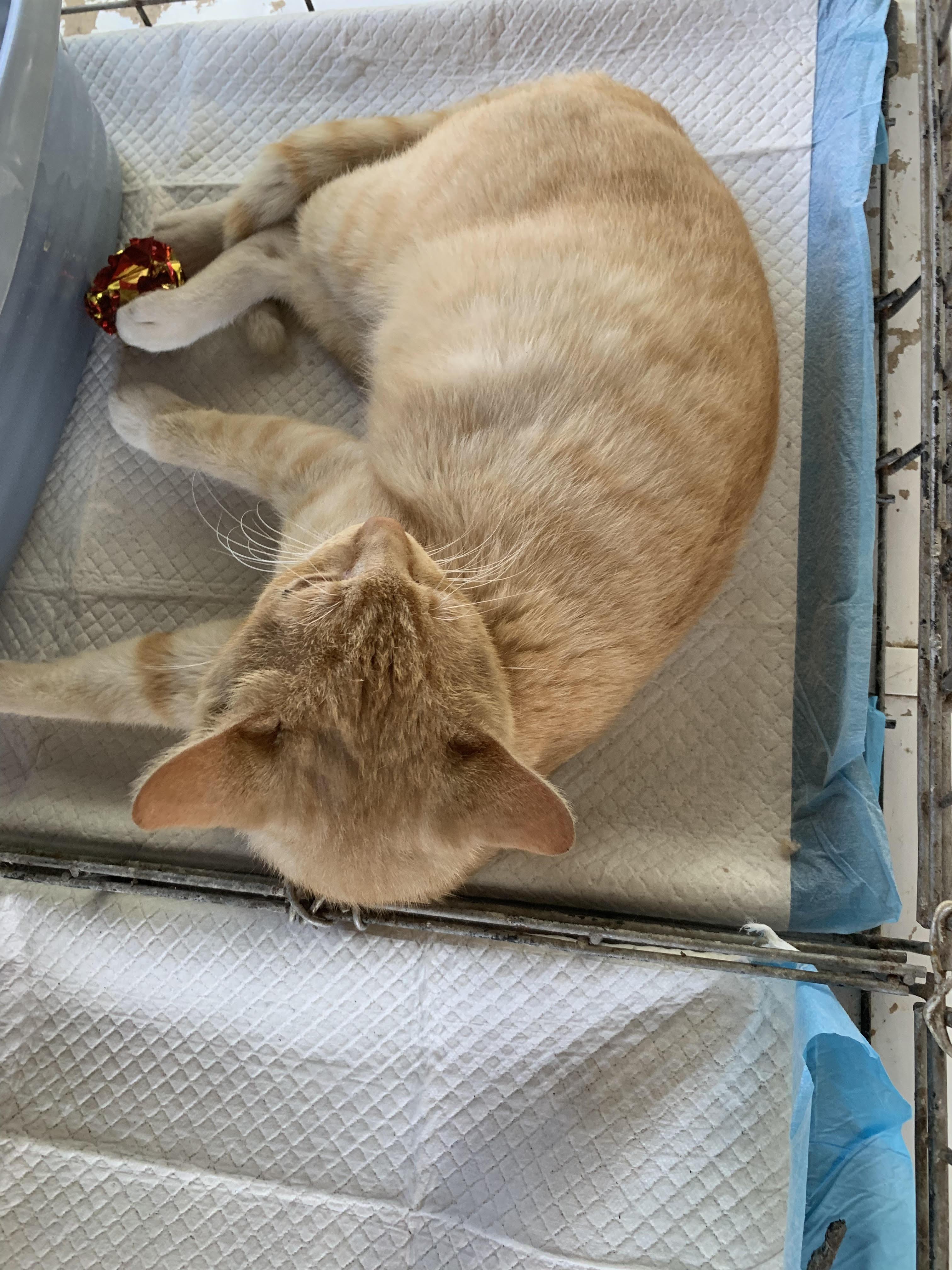 Cheese Puff, Adoptable, Young Male Domestic Short Hair.