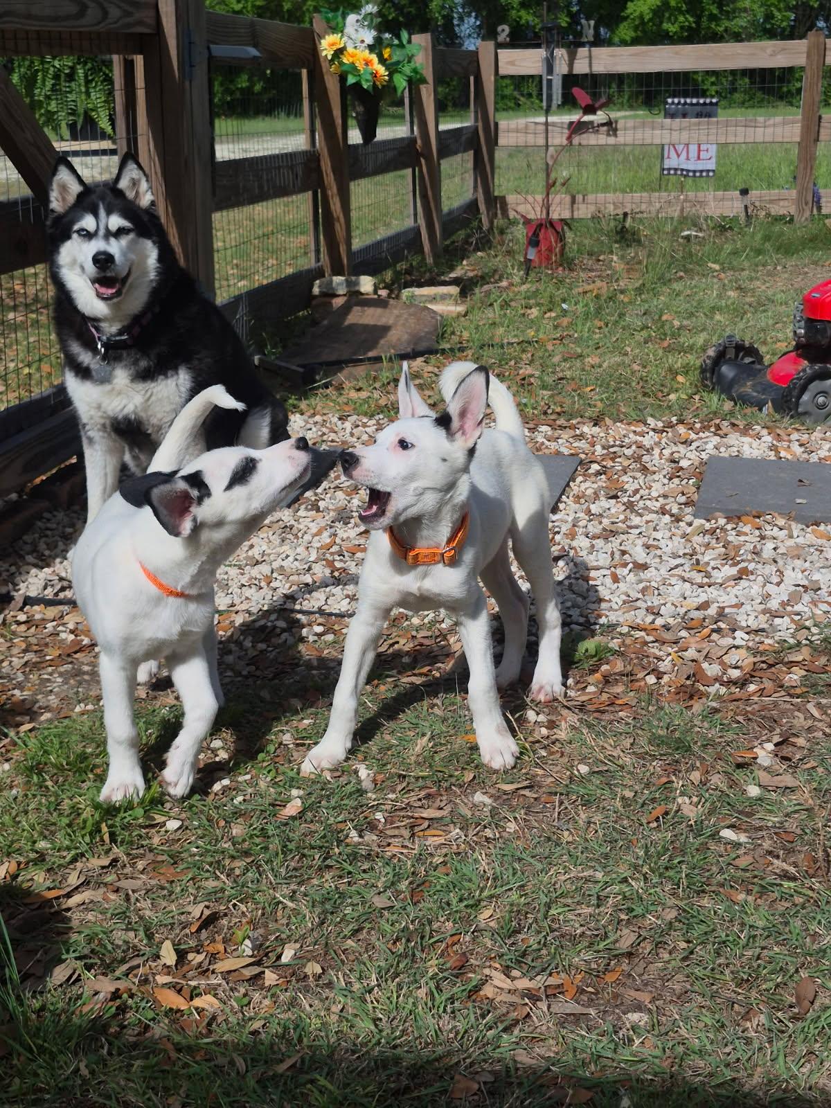 Enlarge Jasper, a Adoptable mixed breed in Spanish Fort, AL image 3/6