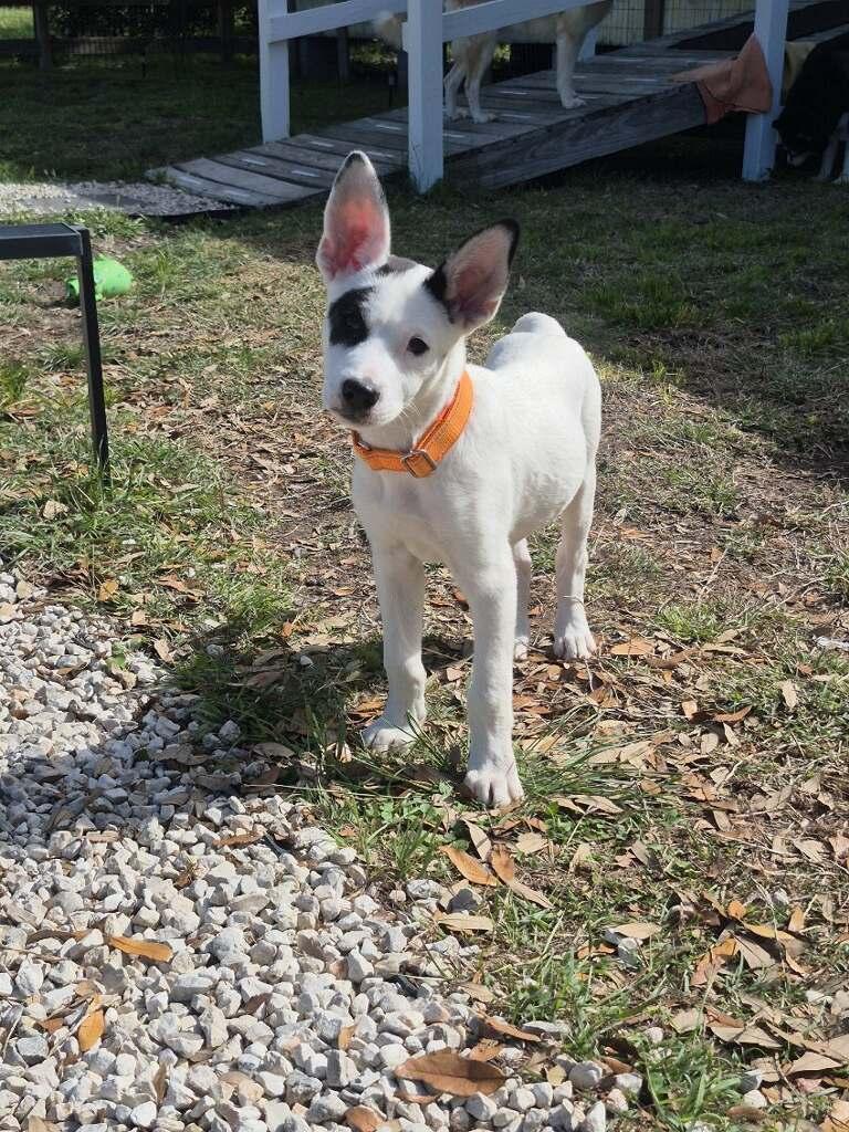 Enlarge Jasper, a Adoptable mixed breed in Spanish Fort, AL image 5/6