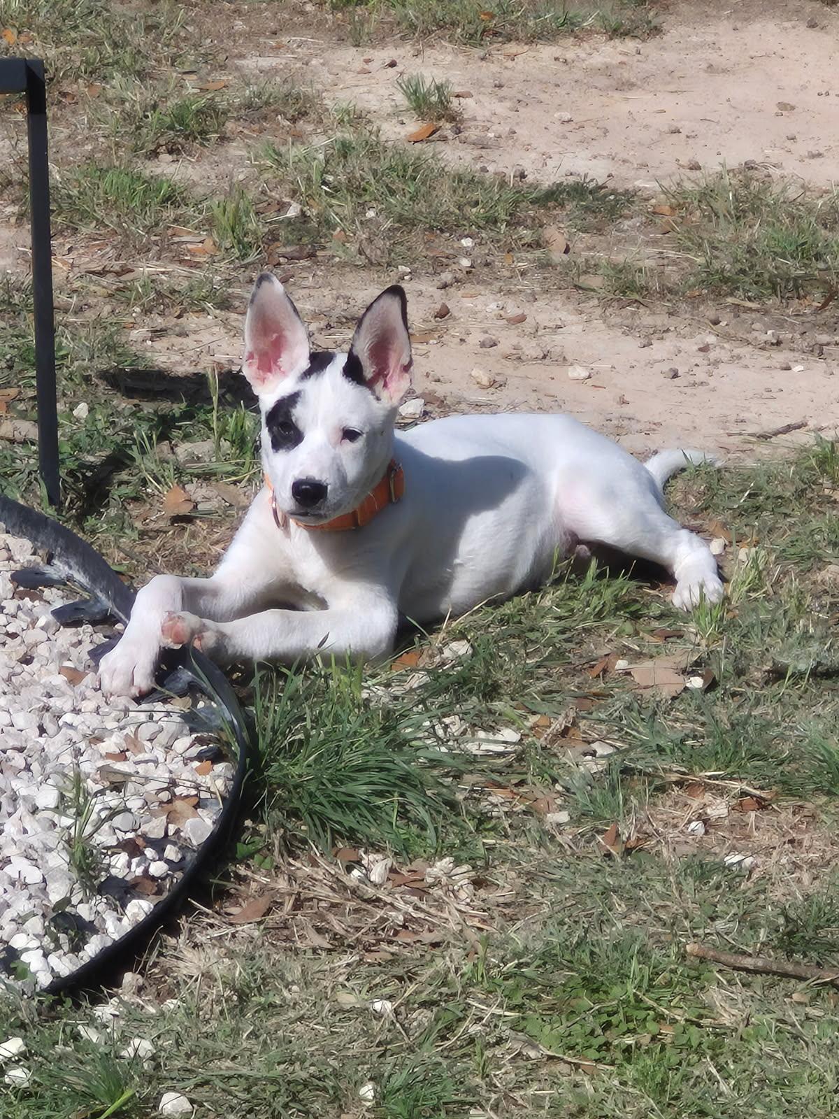 Enlarge Jasper, a Adoptable mixed breed in Spanish Fort, AL image 2/6