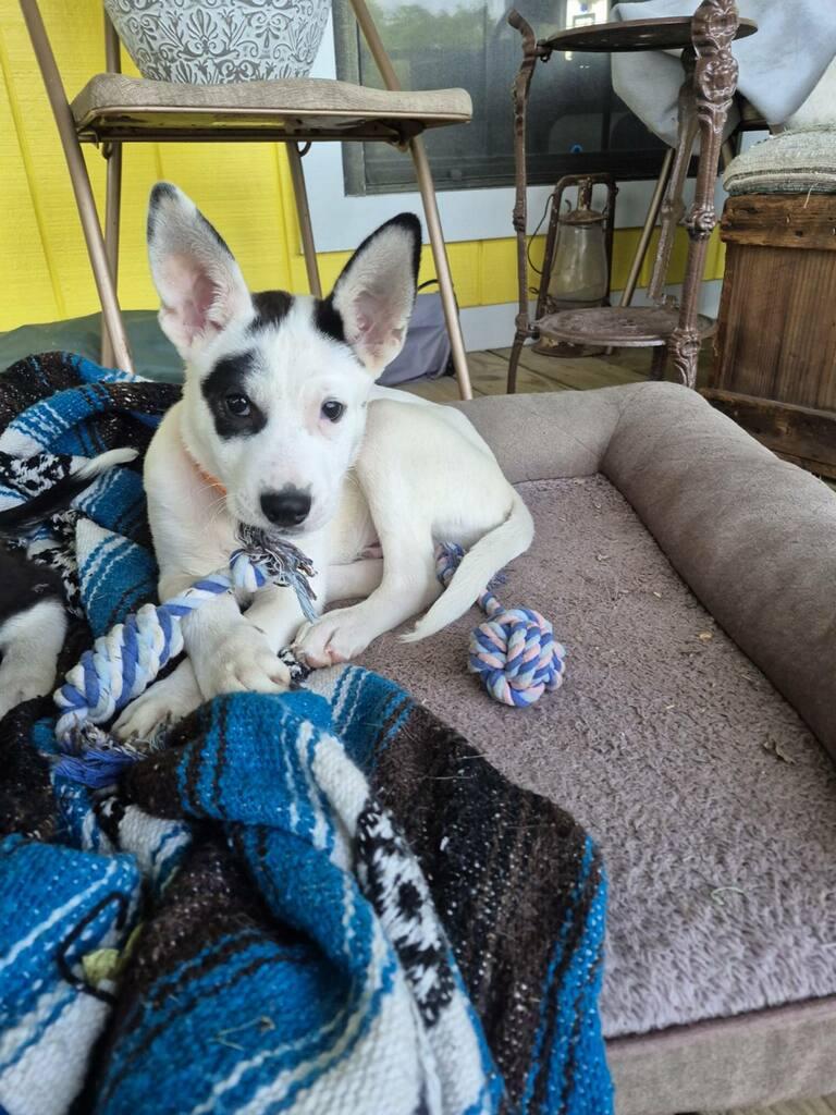 Enlarge Jasper, a Adoptable mixed breed in Spanish Fort, AL image 1/6