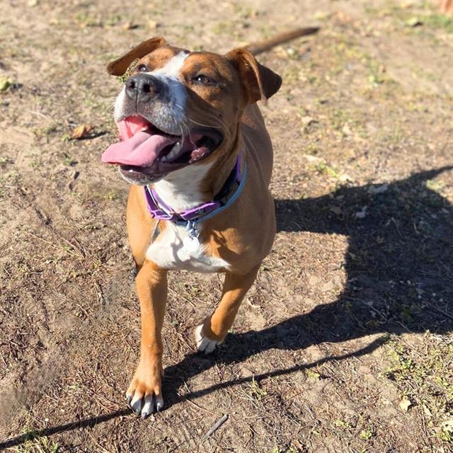 BRADLEY, Adoptable, Young Male American Staffordshire Terrier & Mixed Breed.